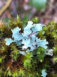 Attēlu rezultāti vaicājumam “Parmelia submontana”