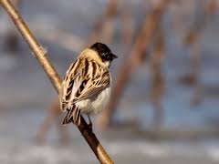 Image result for Emberiza pallasi