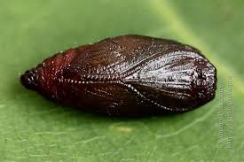 Attēlu rezultāti vaicājumam “Semioscopis steinkellneriana”