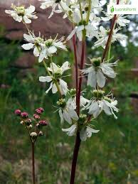 Attēlu rezultāti vaicājumam “Filipendula vulgaris leaf”