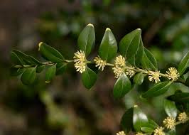 Attēlu rezultāti vaicājumam “Buxus sempervirens flower”