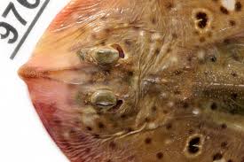 Image result for Raja polystigma