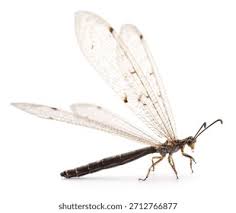 Attēlu rezultāti vaicājumam “Myrmeleontidae”