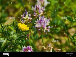 Attēlu rezultāti vaicājumam “Astragalus arenarius flower”