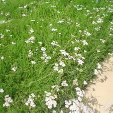 Attēlu rezultāti vaicājumam “Achillea millefolium flower”