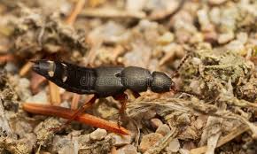 Attēlu rezultāti vaicājumam “Platydracus fulvipes”