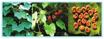 Attēlu rezultāti vaicājumam “Menispermum dauricum leaf”