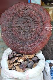 Attēlu rezultāti vaicājumam “Ganoderma lucidum”