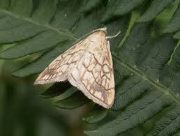 Attēlu rezultāti vaicājumam “Evergestis pallidata”