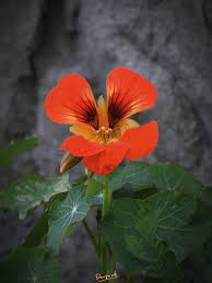 Image result for Tropaeolum majes
