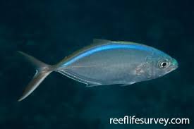 Image result for Caranx bartholomaei