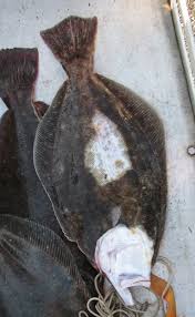 Image result for Paralichthys dentatus