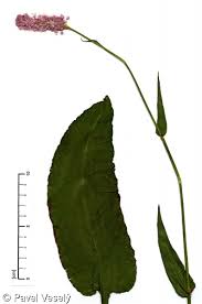 Attēlu rezultāti vaicājumam “Bistorta major flower”