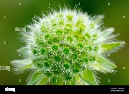 Attēlu rezultāti vaicājumam “Knautia arvensis bud”