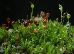 Attēlu rezultāti vaicājumam “Funariales”