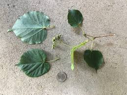 Attēlu rezultāti vaicājumam “Tilia cordata leaf”