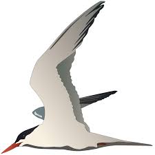 Attēlu rezultāti vaicājumam “Sterna”