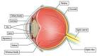 Part of the white <b>sclera</b> can