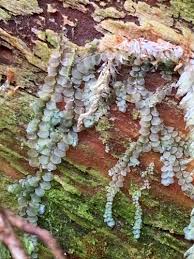 Attēlu rezultāti vaicājumam “Calypogeia azurea”