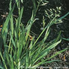 Attēlu rezultāti vaicājumam “Poa remota bud”