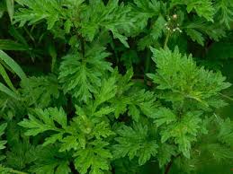 Image result for Artemisia vulgaris