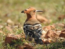 Attēlu rezultāti vaicājumam “Upupa epops adult”