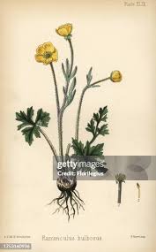 Attēlu rezultāti vaicājumam “Ranunculus bulbosus flower”