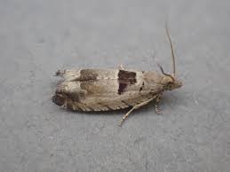 Attēlu rezultāti vaicājumam “Epinotia ramella”