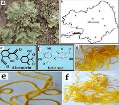 Attēlu rezultāti vaicājumam “Flavoparmelia caperata”