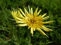Attēlu rezultāti vaicājumam “Tragopogon heterospermus flower”