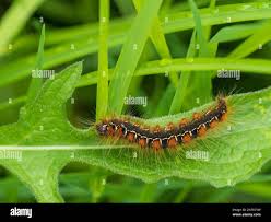 Attēlu rezultāti vaicājumam “Eriogaster lanestris”