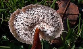 Attēlu rezultāti vaicājumam “Auriscalpium vulgare”