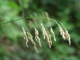 Attēlu rezultāti vaicājumam “Festuca altissima”