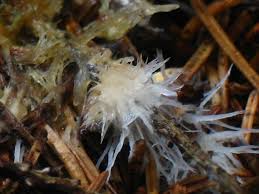 Attēlu rezultāti vaicājumam “Thelephora penicillata”