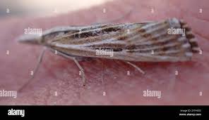 Attēlu rezultāti vaicājumam “Pediasia fascelinella”