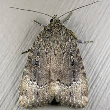 Attēlu rezultāti vaicājumam “Amphipyra”