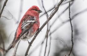 Attēlu rezultāti vaicājumam “Pinicola enucleator adult”