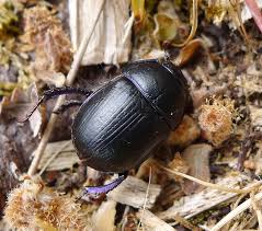 Attēlu rezultāti vaicājumam “Geotrupes stercorarius”