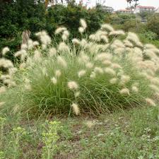 Image result for Miscanthus sinensis Zebrina