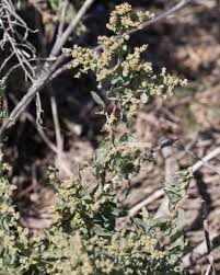 Attēlu rezultāti vaicājumam “Atriplex calotheca flower”