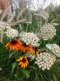 Attēlu rezultāti vaicājumam “Enteridium corticatum sessile”