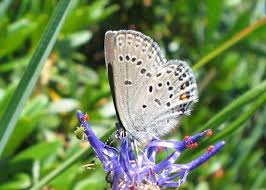 Attēlu rezultāti vaicājumam “Vacciniina optilete underside”