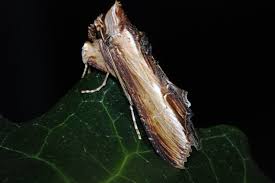 Attēlu rezultāti vaicājumam “Cucullia verbasci”