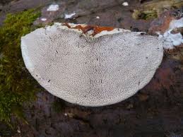 Attēlu rezultāti vaicājumam “Trametes gibbosa”