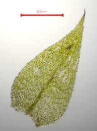 Attēlu rezultāti vaicājumam “Sciuro-hypnum curtum”