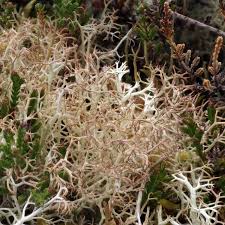 Attēlu rezultāti vaicājumam “Cladonia ciliata”