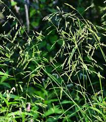 Attēlu rezultāti vaicājumam “Leersia oryzoides”