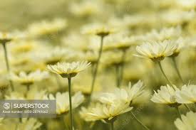 Attēlu rezultāti vaicājumam “Anthemis tinctoria flower”