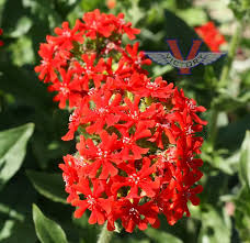 Attēlu rezultāti vaicājumam “Silene chalcedonica flower”