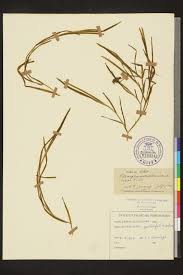 Attēlu rezultāti vaicājumam “Potamogeton compressus”